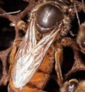 Queen Bee Mated /Unmarked