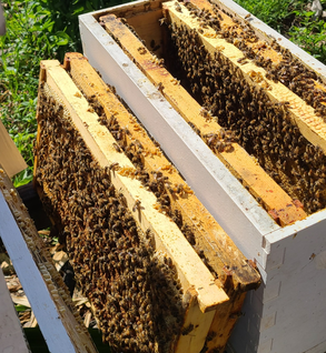 5-Frame Nuc-W/Bees